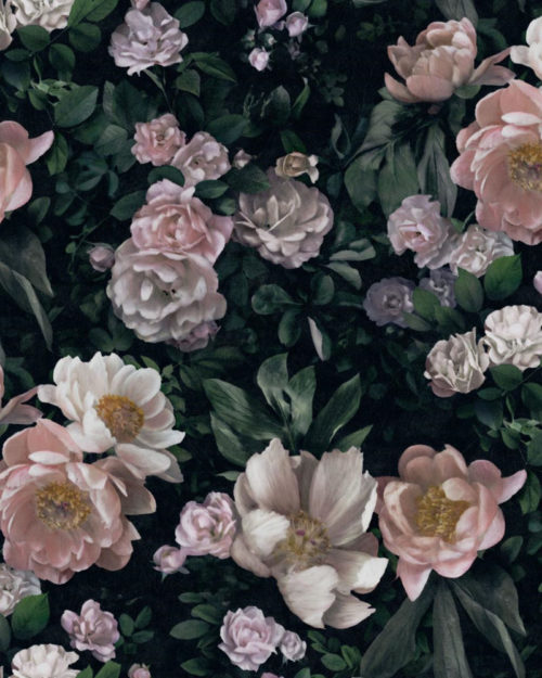 New Dawn Rose 7234